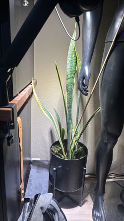 Snake plant