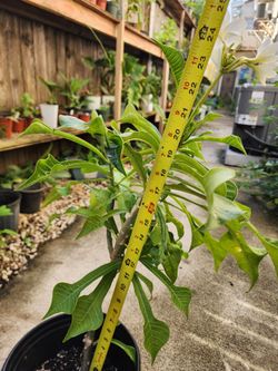 Bridal Plumeria Tree, Live