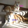 Jodi