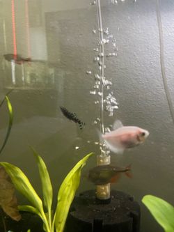 fish decor / fish tank