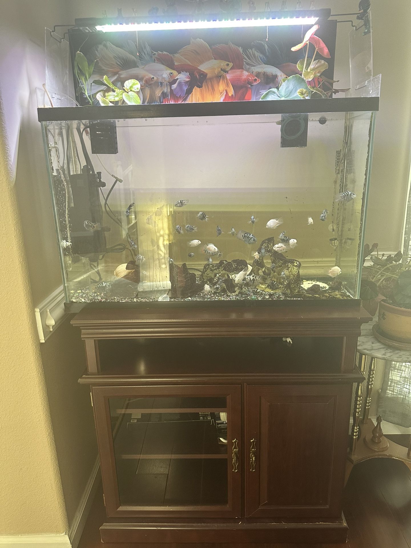 30-Gallon Fish Tank with Wooden Cabinet + Equipment– Complete Set!