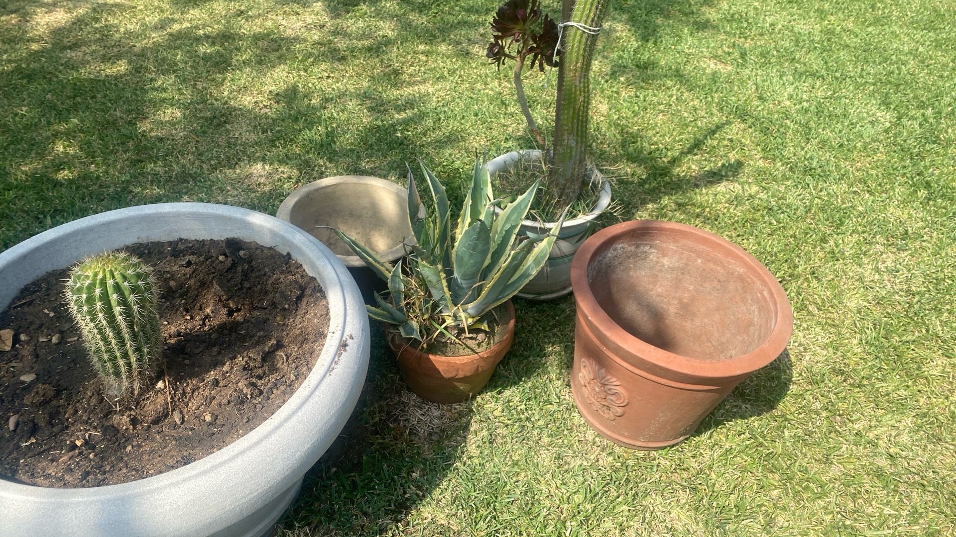 Plants  And Pots