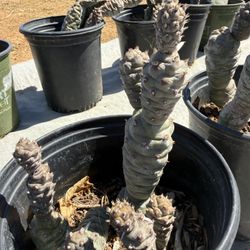 Paper Spine Cactus