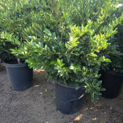 Ligustrum Japonic