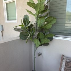 Plastic Tree 