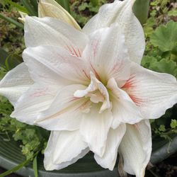 Amaryllis Rooted  And Blooming  Bulb Double Flower Plant, In 8 Inch Pot Pick Up Only