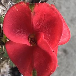 Corona de cristo Baby millonaria