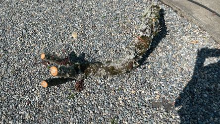 Free dug up stump