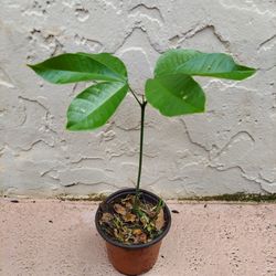 Ackee Tree Sapling 