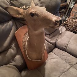 Doe Taxidermy Mount