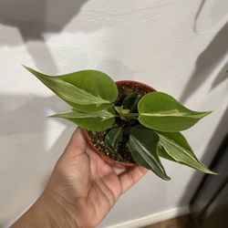4” Philodendron Rio