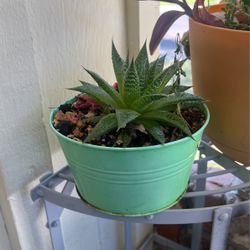 Beautiful Succulents 