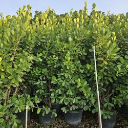 Clusias About 10 Feet Tall Instant Privacy Hedge For Fence  