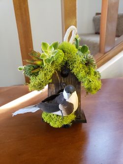 Succulent Bird House