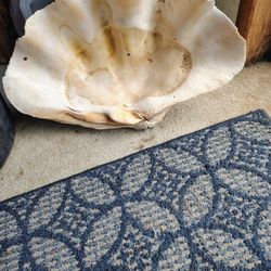 Giant Clam Shell 