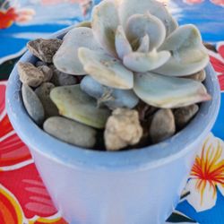 Succulent Ceramics