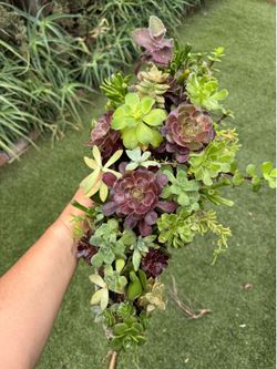 Beautiful Succulent in a long metal pot