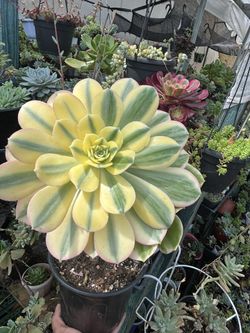 Aeonium 1 Gallon Pot 