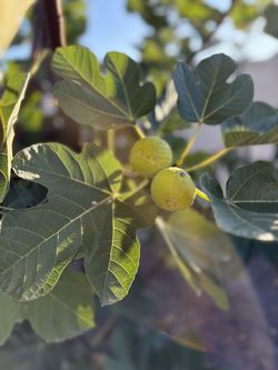 Fig Tree