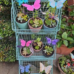Beautiful Succulent Arangments With Butterfly.
