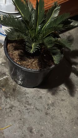 Palm
