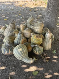 Calabaza