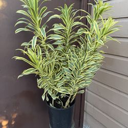 8” dracaena song of india