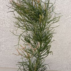 Pencil Cactus Live Plant 6 Foot Tall 