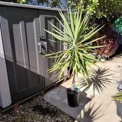 Large Yucca