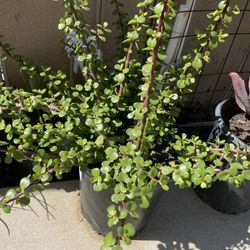 Elephant Plant 