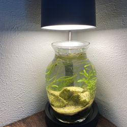 Small Nano Planted Aquarium Jar Self-Sustaining