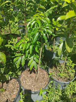 Grafted fruit trees 7gl $50🥑🥭🍊