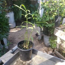  Peruvian  Ginger Big Blue Fragrant Flower  Edible