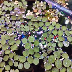 Water Spangles / Salvinia
