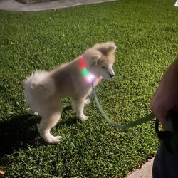 LED Dog Collar-USB Rechargeable with Waterproof Flashing Light-Makes Your Dog Visible,Safe&Seen