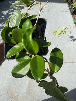 Hoya carnosa pink flower