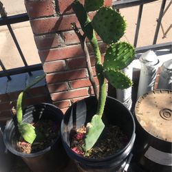 Plantas De Nopal  Cactus Plant