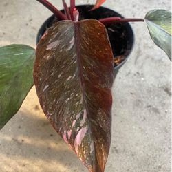 Marble Pink Princess Baby House Plant 