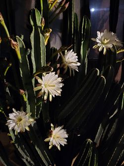 Night blooming captas.