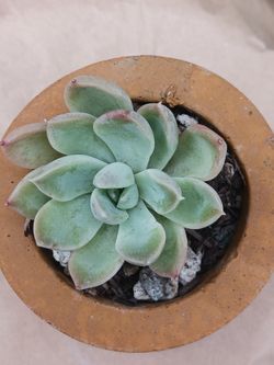 Succulent MEXICAN SNOWBALL PLANT 