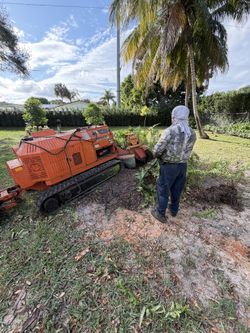 Stump grinder moledora troncos raíces árboles palmas trees palms stumps