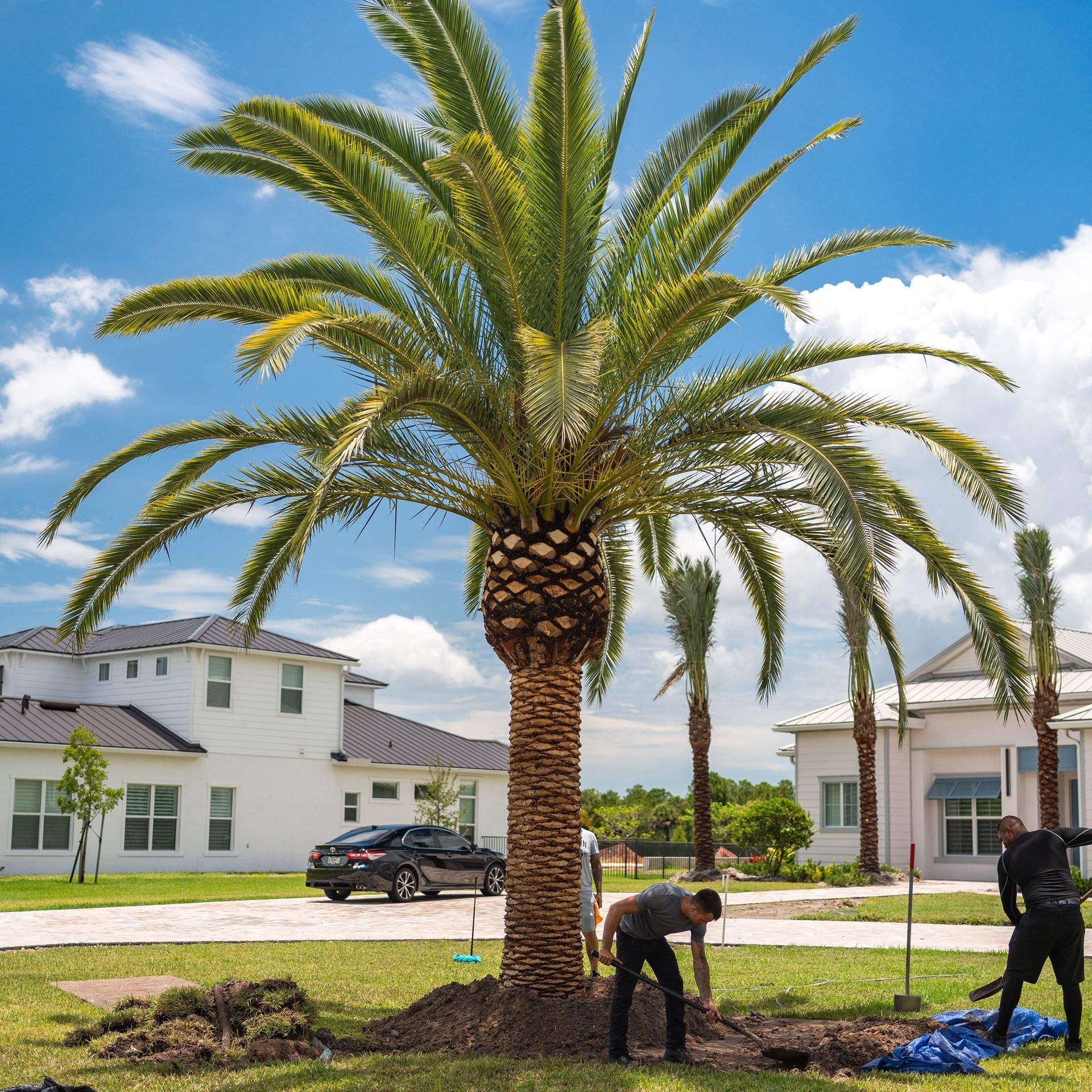 Canary Date Palms For Sale