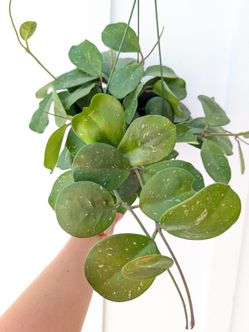 Hoya Ovata Splash Plant 6" Pot - Indoor House Plants