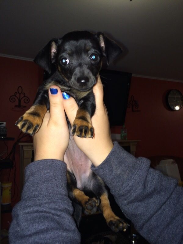 Dachshund puppies