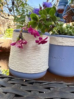 Mini pots gift
