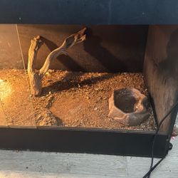 lizard tank 