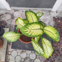 Dumb Cane Plant 
