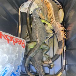 Iguana Removal 