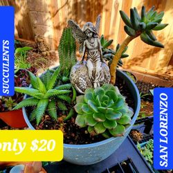 SUCCULENT PLANT SALE THIS SATURDAY FROM 1PM TO 5PM IN SAN LORENZO