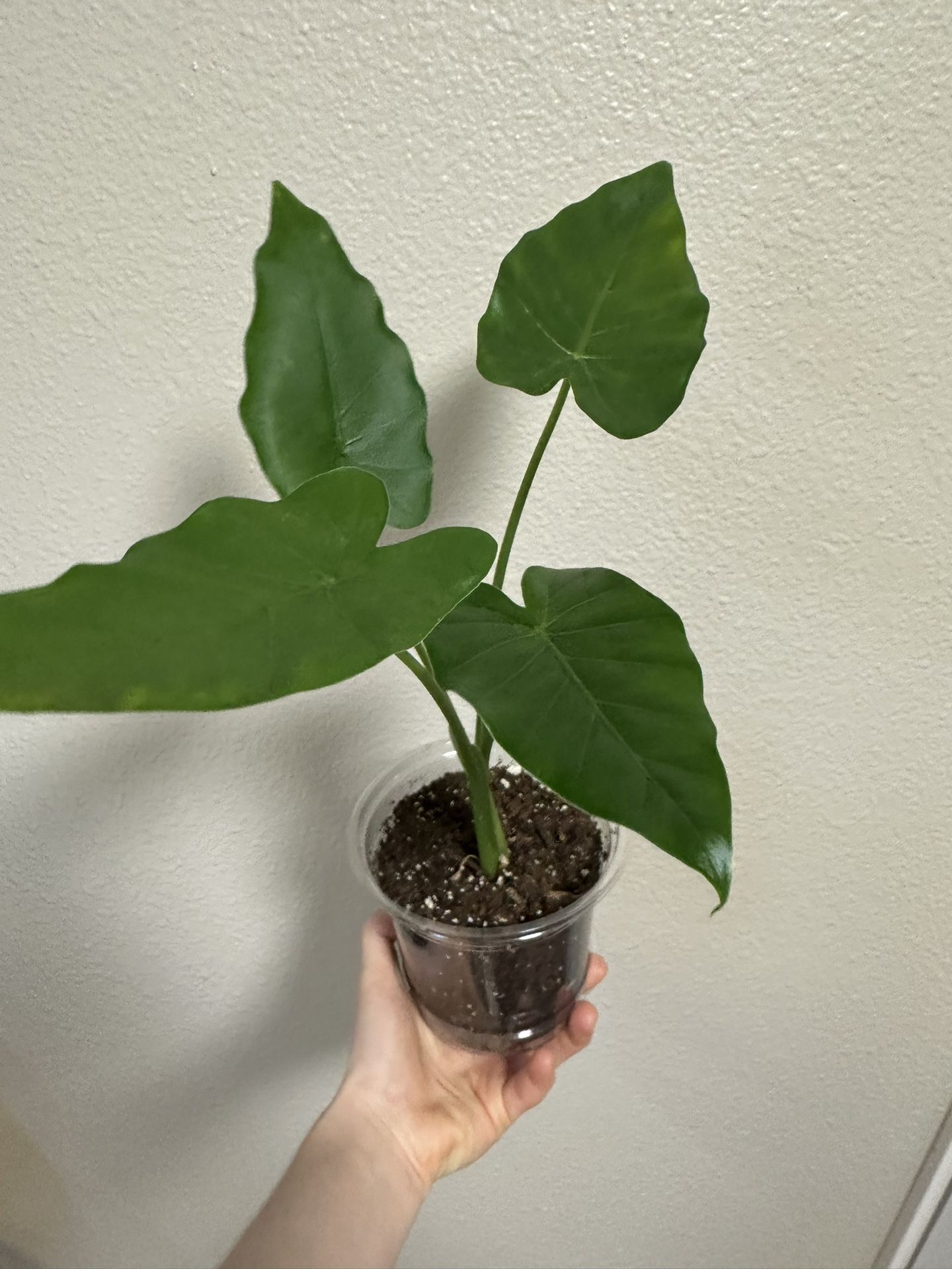 Alocasia California Plant